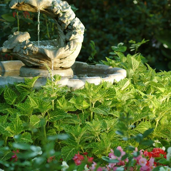 PLANT NAME Commercial Landscape 1