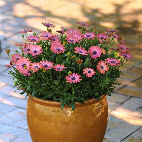 PLANT NAME Container