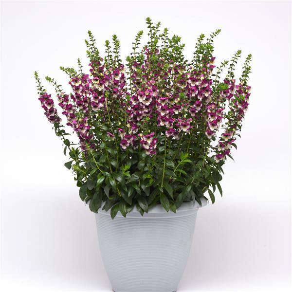 PLANT NAME Container