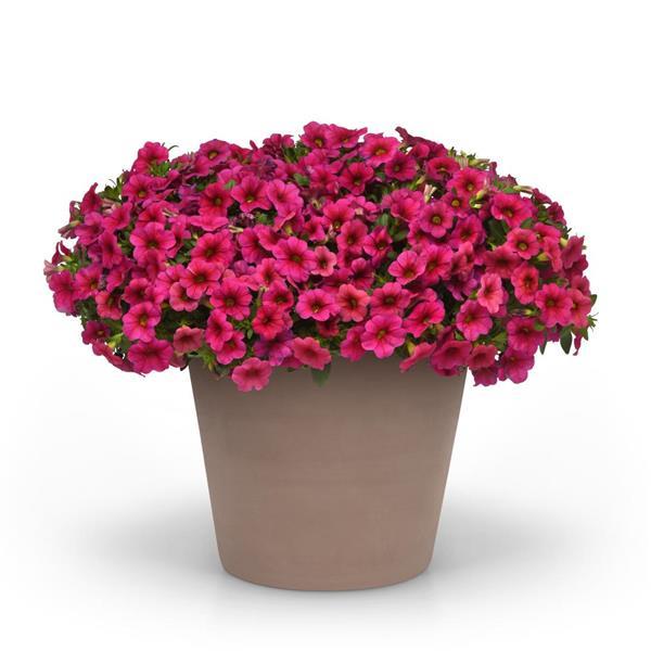 PLANT NAME Container