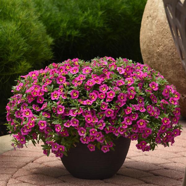 PLANT NAME Container