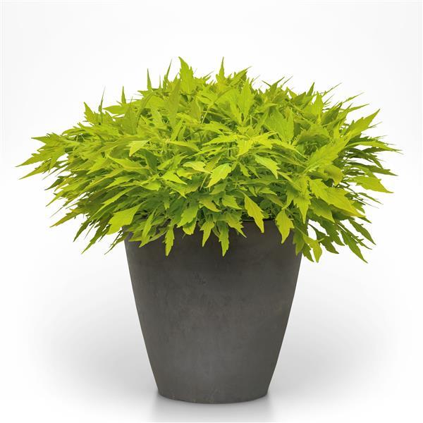 PLANT NAME Container
