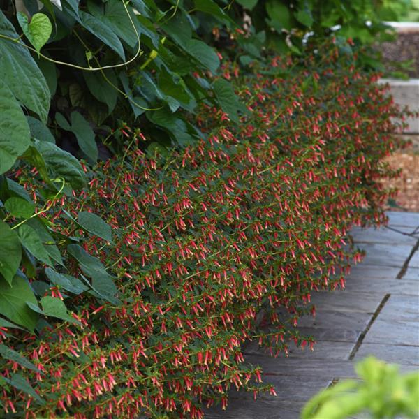 PLANT NAME Commercial Landscape 2