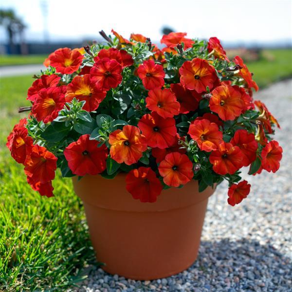 PLANT NAME Container