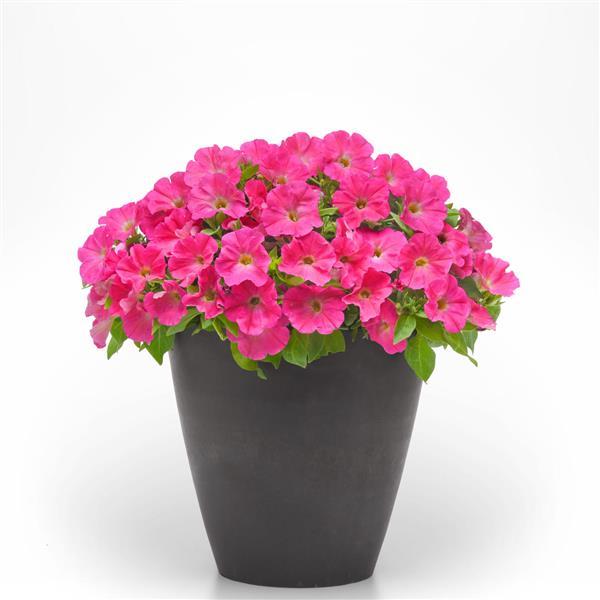 PLANT NAME Container