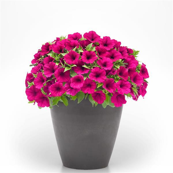 PLANT NAME Container
