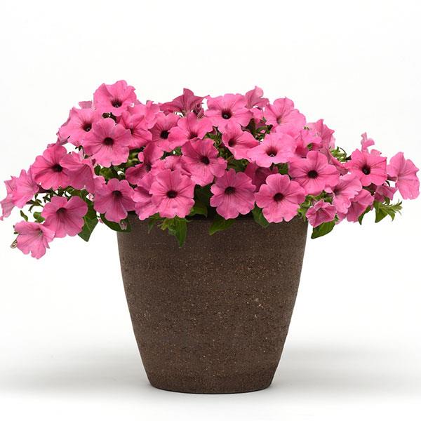 PLANT NAME Container
