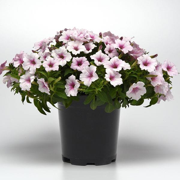 PLANT NAME Container