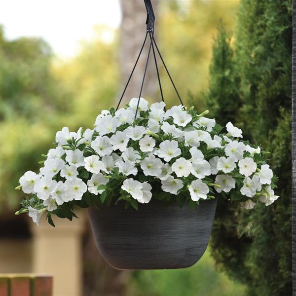 PLANT NAME Basket