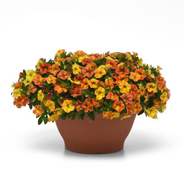 PLANT NAME Container