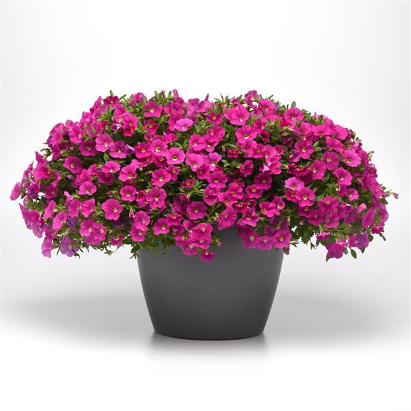 PLANT NAME Container
