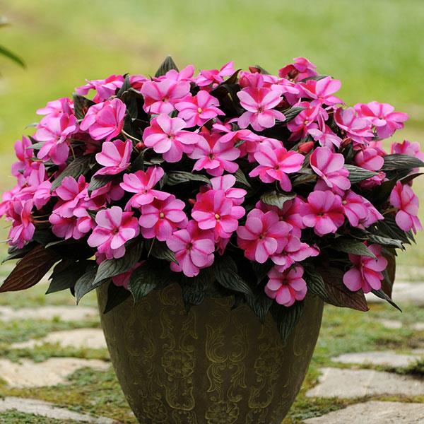 PLANT NAME Container