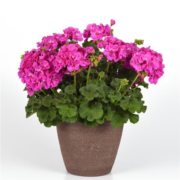 PLANT NAME Container
