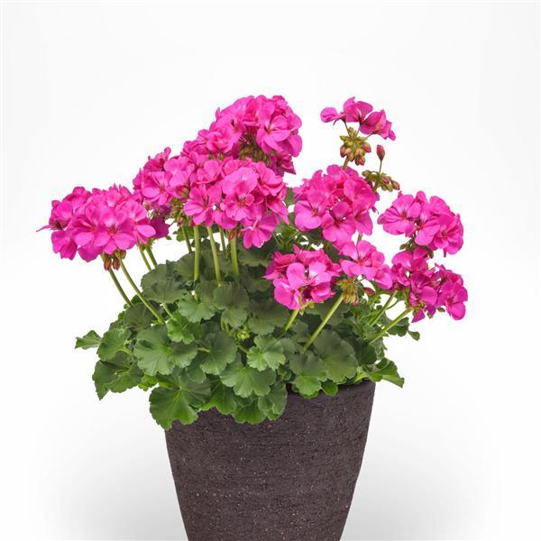 PLANT NAME Container