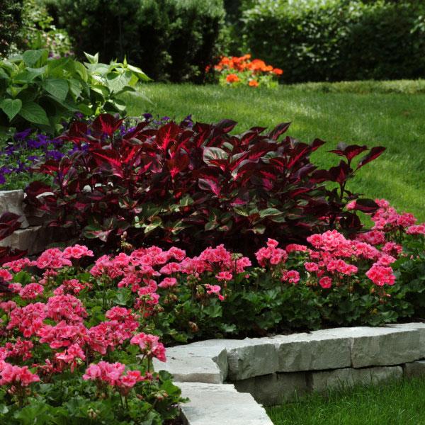 PLANT NAME Landscape