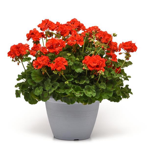 PLANT NAME Container