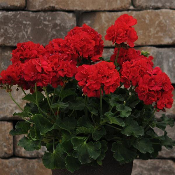 PLANT NAME Container