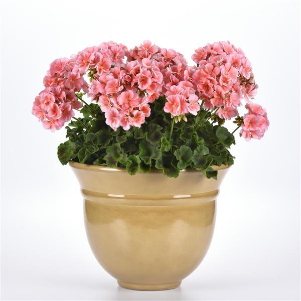 PLANT NAME Container