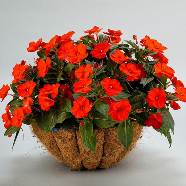 PLANT NAME Container