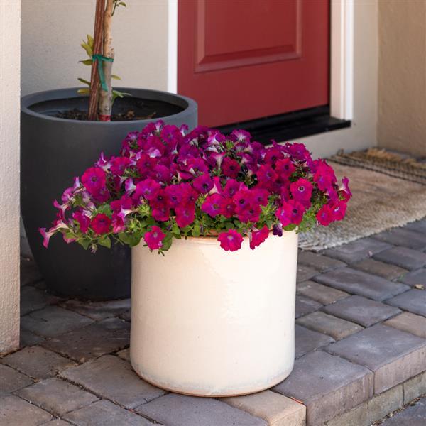 PLANT NAME Container