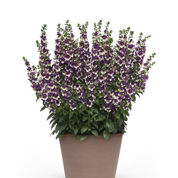 PLANT NAME Container