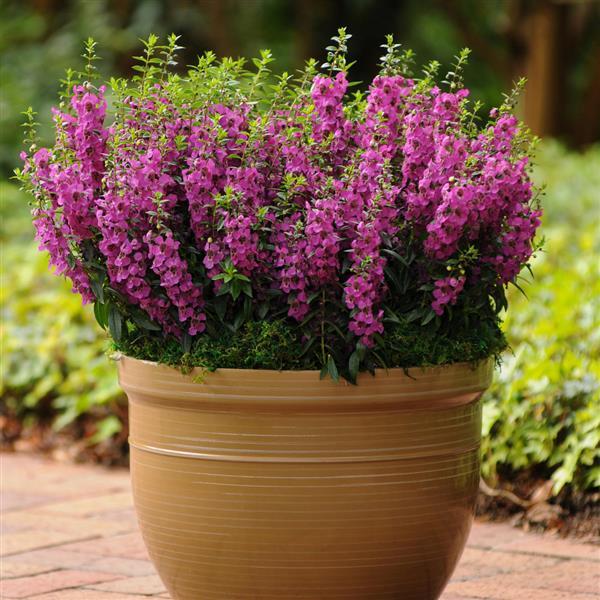 PLANT NAME Container