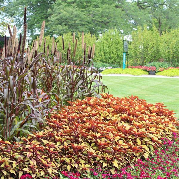 PLANT NAME Commercial Landscape 1