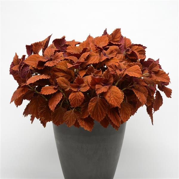 PLANT NAME Container