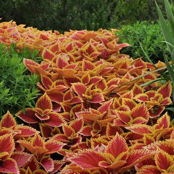 PLANT NAME Landscape