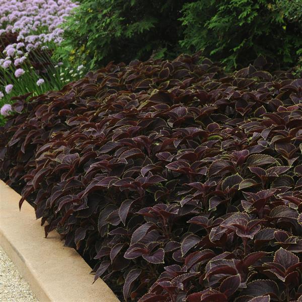 PLANT NAME Landscape