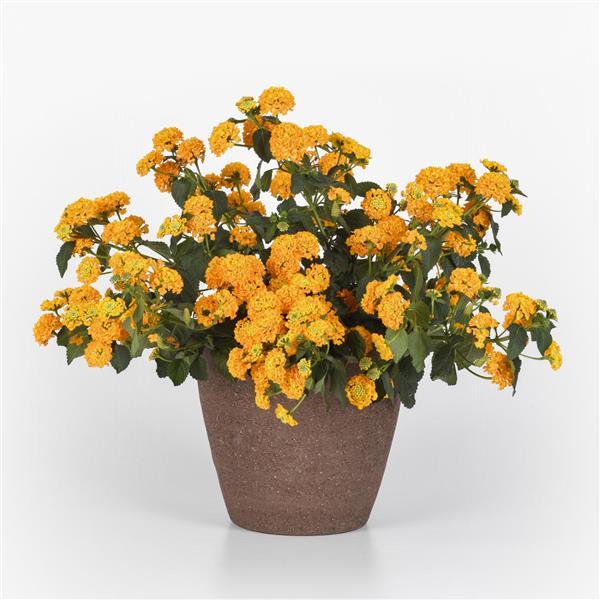 PLANT NAME Container