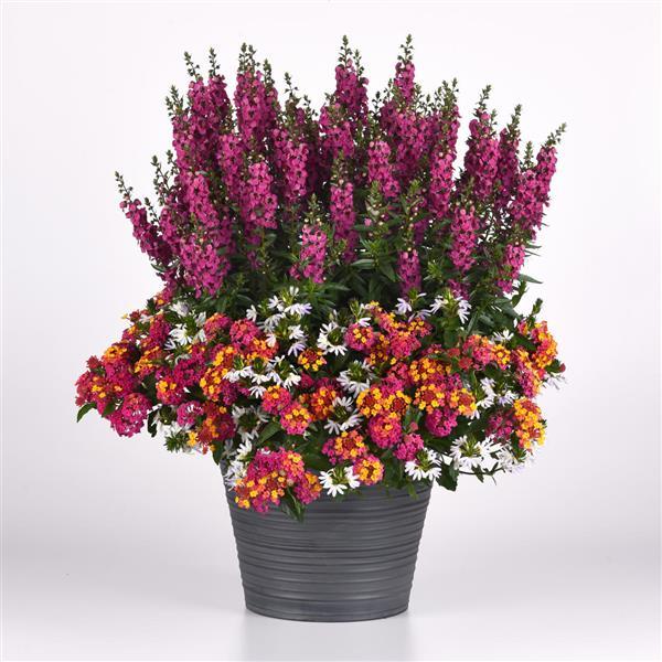 PLANT NAME Bouquet, Designed Arrangemen