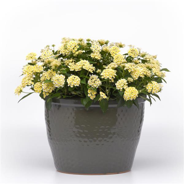 PLANT NAME Container