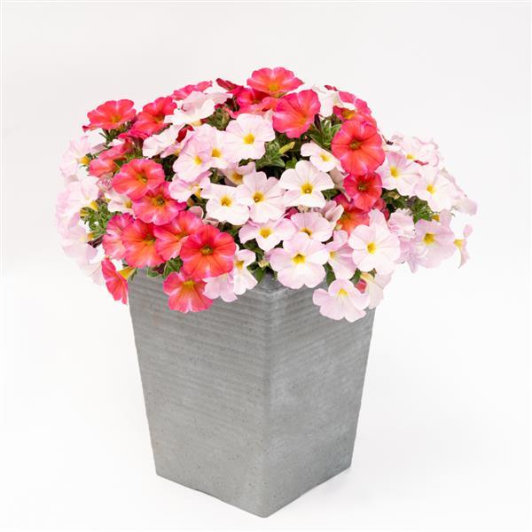 PLANT NAME Container