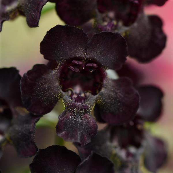 PLANT NAME Bloom