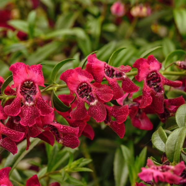 PLANT NAME Bloom