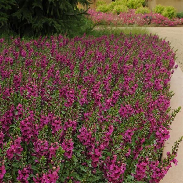 PLANT NAME Commercial Landscape 1