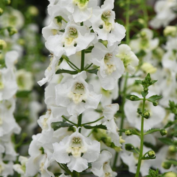 PLANT NAME Bloom
