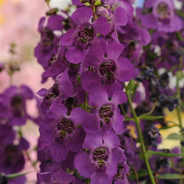 PLANT NAME Bloom