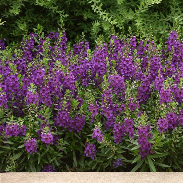 PLANT NAME Landscape
