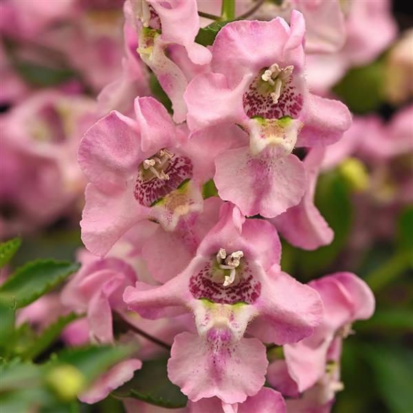 PLANT NAME Bloom