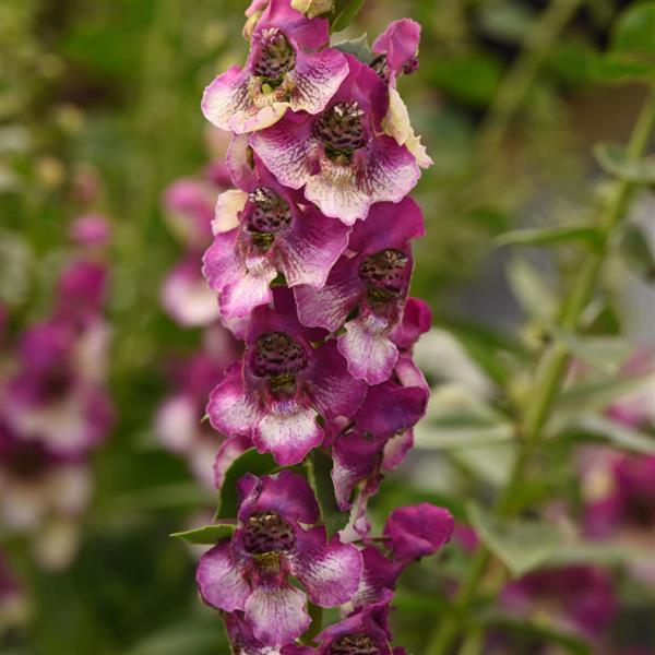 PLANT NAME Bloom