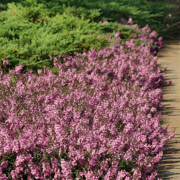 PLANT NAME Landscape