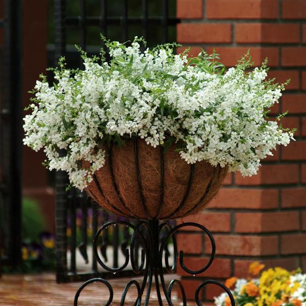 PLANT NAME Container