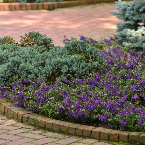 PLANT NAME Commercial Landscape 1