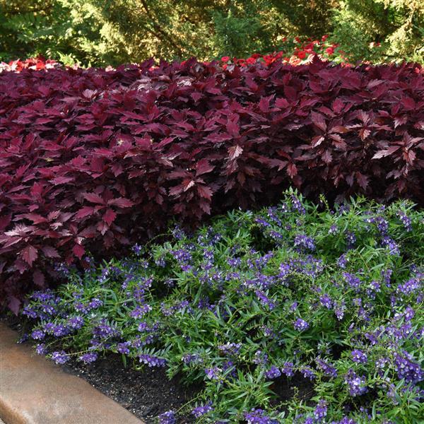 PLANT NAME Commercial Landscape 1