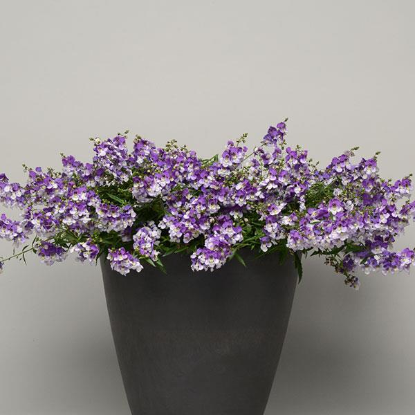 PLANT NAME Container