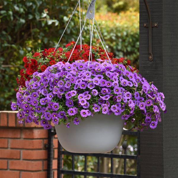 PLANT NAME Basket