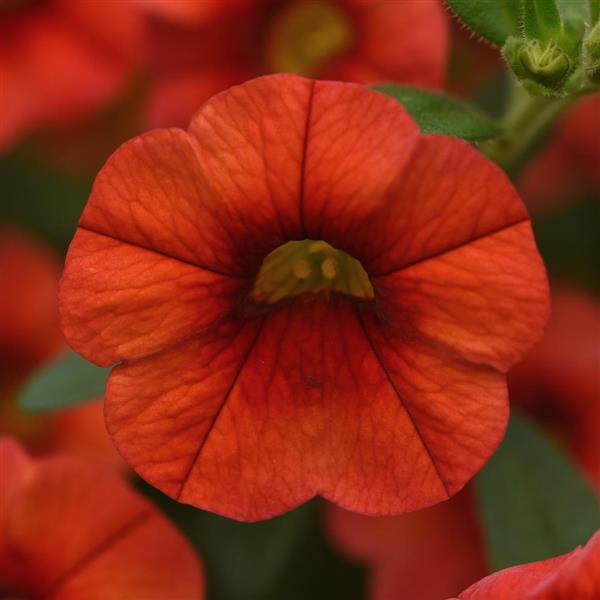 PLANT NAME Bloom