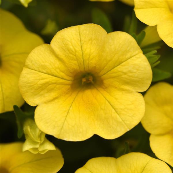 PLANT NAME Bloom